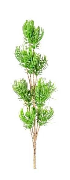 Pine branch 60cm green (CV37526-MIX)