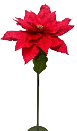 Flower poinsettia 