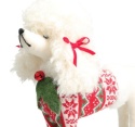 White standing poodle in sweater (519227)