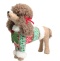Brown standing poodle in sweater (519227)